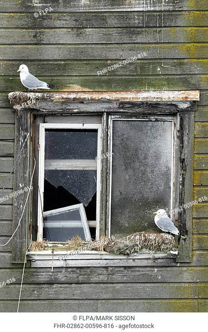 Black-legged Kittiwake Rissa tridactyla two adults, beginning new season nests on old harbour building, Northern Norway, march