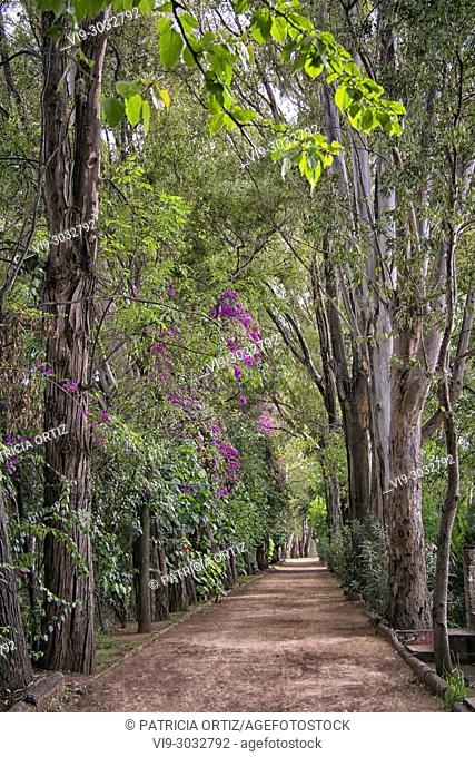 Tree Path in Galindo, Querétaro, MEXICO