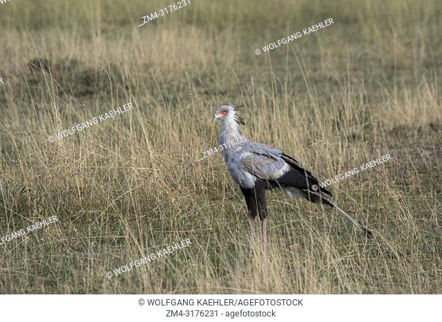 A secretary bird (Sagittarius serpentarius) is walking through the grasslands looking for food in the grasslands of the Masai Mara National Reserve in Kenya