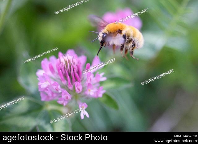 Bumblebee, moss bumblebee, Bombus muscorum
