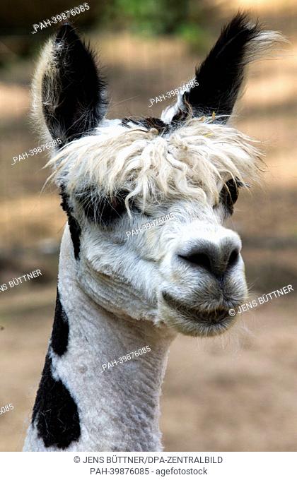 Alpaca Rudi stands after being shorn at the zoo in Schwerin,  Germany, 29 May 2013. Every two years, the alpacas are shorn at the beginning of summer producing...