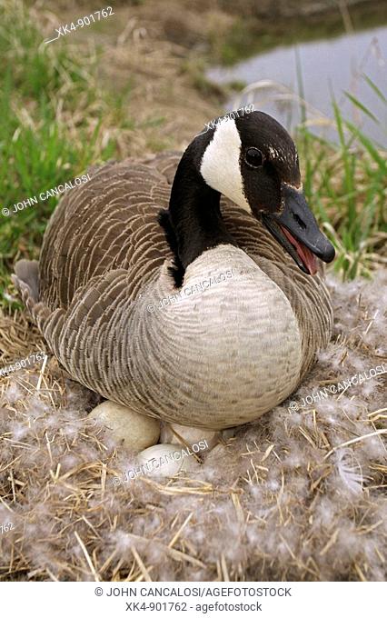Canada Goose (Branta canadensis) defending nest with eggs, New York, USA - The most common and best-known goose-  identified by the black head and neck and...