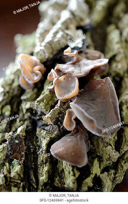 Mu Err mushrooms on a tree trunk
