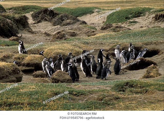 penguins, Patagonia, Chile, A colony of penguins can be seen standing around in a small herd in the grassy countryside just outside the town of Punta Arenas in...