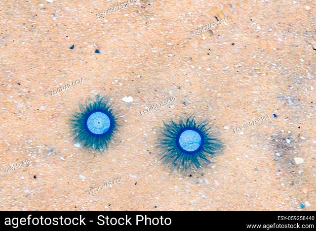 blue jellyfish Porpita Porpita stranded beach of sea shore in the sand