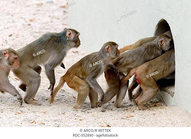 Rhesus Monkeys, going into shelter, zoo / Macaca mulatta