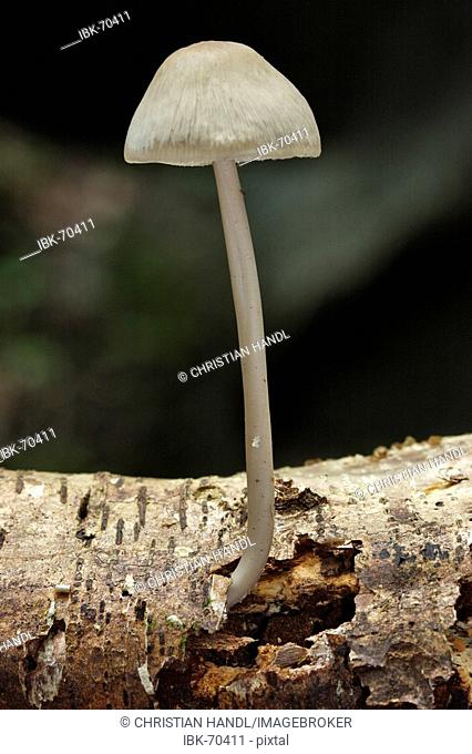 A mushroom of the family agaricales on a mouldered trunk Steinwandklamm a gorge in Lower Austria