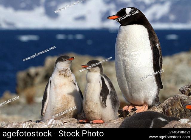 gentoo penguin female and two chicks that stand near the nest