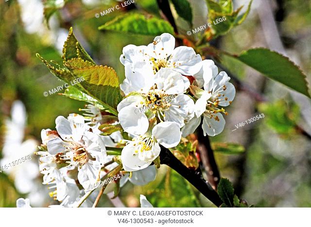 Wild white cherry blossoms on a twig  Close-up  Open  Blossom with detailed stamens  White  Fills frame  From side angle