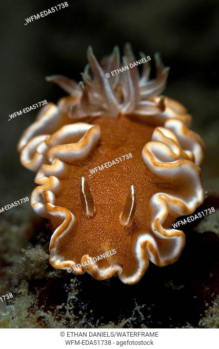 Brown Margin Nudibranch, Glossodoris rufomarginata, Lembeh Strait, North Sulawesi, Indonesia