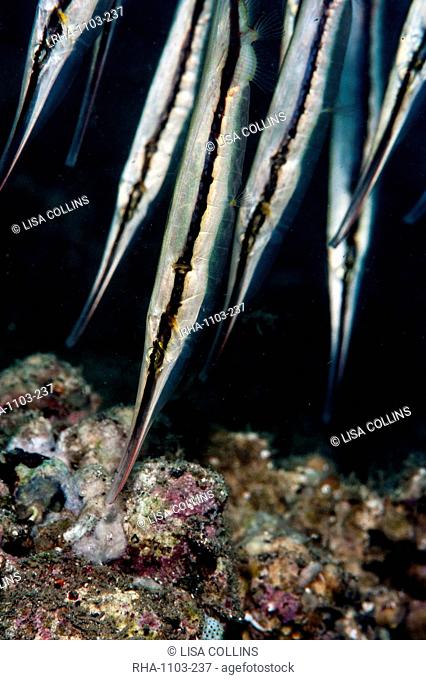 Razorfish Aeoliscus strigatus, Sulawesi, Indonesia, Southeast Asia, Asia
