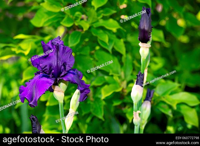 Macro Closeup of blue Bearded iris, Iris Barbata on green blurred background