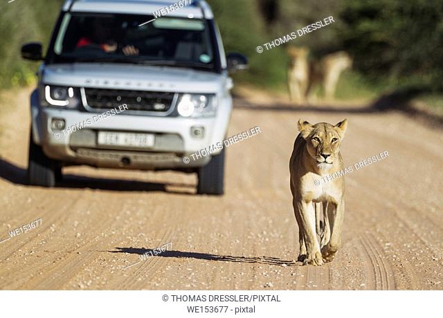 Lion (Panthera leo). Female walking on a road. Behind it a tourist vehicle on a game drive. In the background another two females