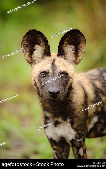 African wild dog (Lycaon pictus), hyena dogs, canines, predators, mammals, animals Wild Dog pup, close-up of head, Kwando Lagoon, Linyanti, Botswana, Africa