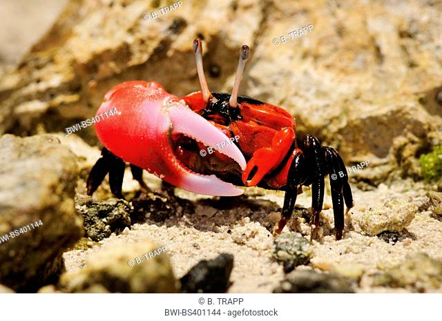 fiddler crab (Ocypodidae), fiddler crab in the mangroves of New Caledonia, New Caledonia, Ile des Pins