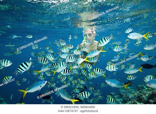 Schnorcheln in bunten Fischschwarm, Mikronesien, Palau, Skin Diving with colorfully Fishes, Micronesia, Palau