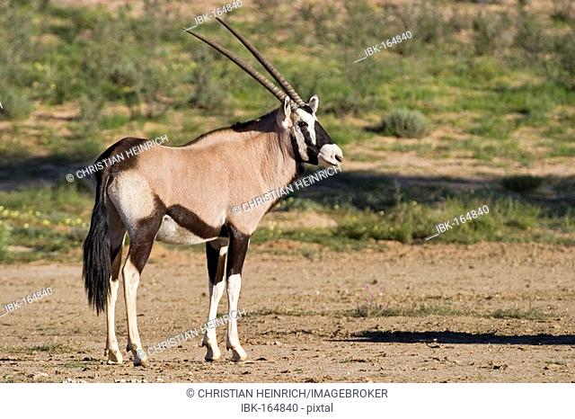 Gemsbok or oryx Kgalagadi Transfrontier Park, Kalahari Gemsbok Park, Botswana and South Africa