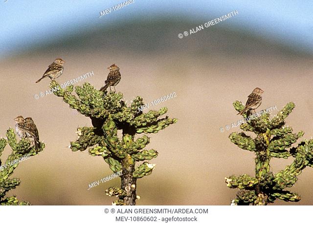 Worthen's Sparrow - on cactus (Spizella wortherii ). Saltillo, Coahuila, Mexico