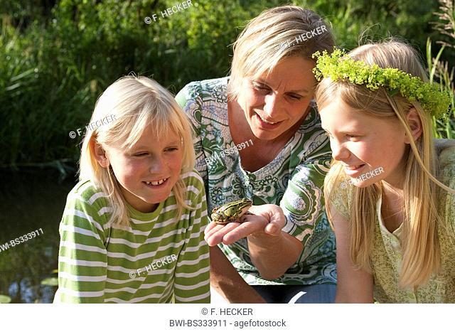 European edible frog, common edible frog (Rana kl. esculenta, Rana esculenta, Pelophylax esculentus), mother showing a frog to her children, Germany