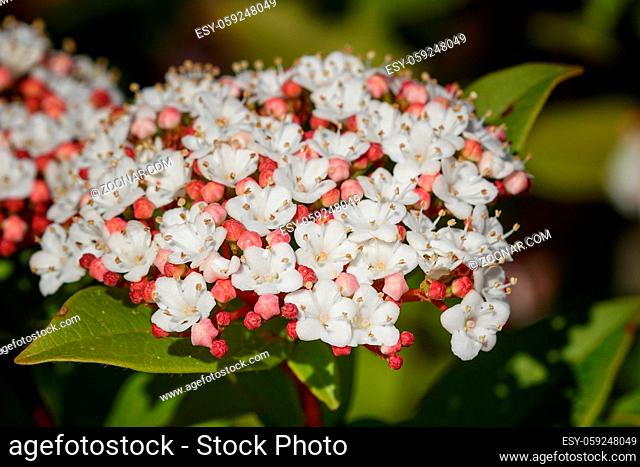 Laurustinus (Viburnum tinus), flowers of gardens