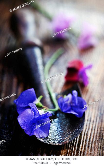 Sweet Pea flowers with hand trowel on wet wooden garden bench