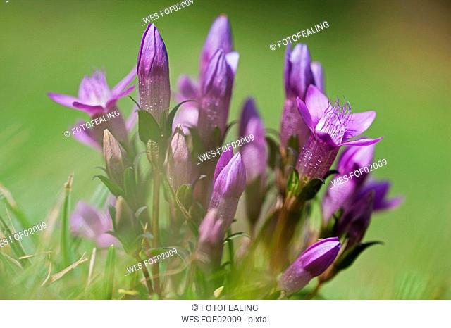 Germany, Bavaria, Enzian flowers, close-up