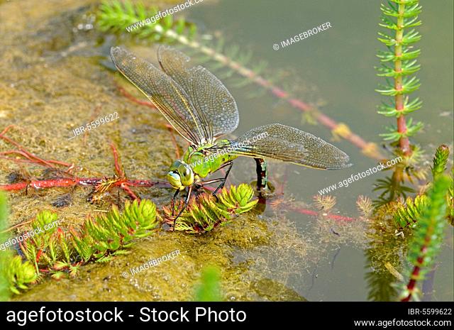 Emperor dragonfly (Anax imperator), adult female, laying eggs in submerged aquatic vegetation, Oxfordshire, England, Great Britain