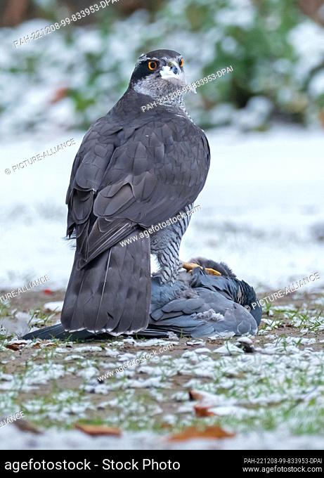 03 December 2022, Berlin: 03.12.2022, Berlin. A goshawk (Accipiter gentilis) has struck a wood pigeon (Columba palumbus) on a gray