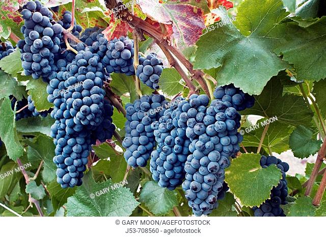 Wine grapes, Napa Valley, California