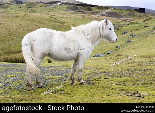 Welsh Pony, Black Mountains, Wales. The land where horses run free
