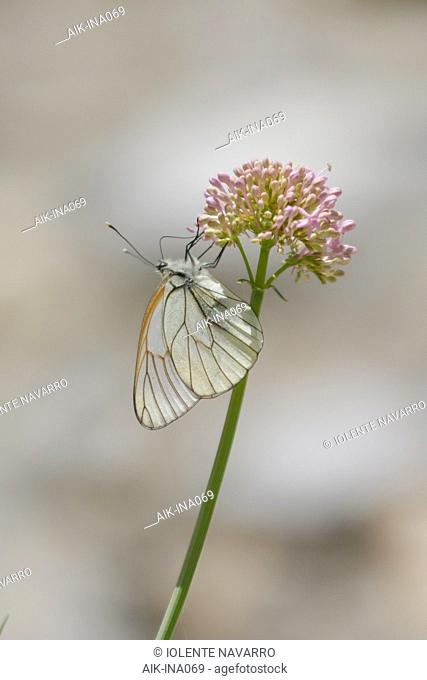 Black-veined White (Aporia crataegi) handing on small purplish flowers in Mercantour in France. Single butterfly against natural pink-greyish colored background