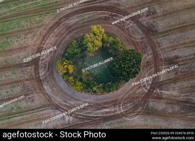 25 September 2023, Brandenburg, Sieversdorf: Trees and shrubs growing in a circular area in a harvested field (aerial view with a drone)