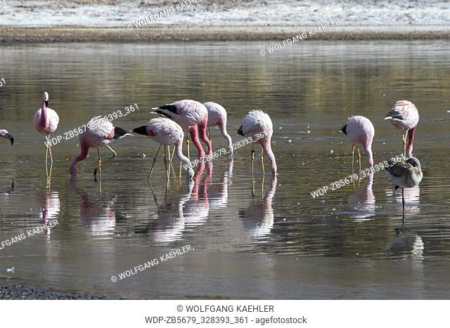 Andean Flamingos (Phoenicopterus andinus) feeding in Laguna Machuca in the Atacama Desert near San Pedro de Atacama, northern Chile