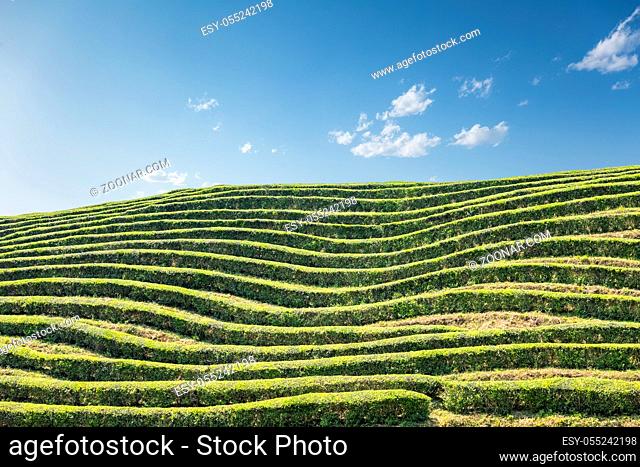 lines of the tea garden against a sunny sky
