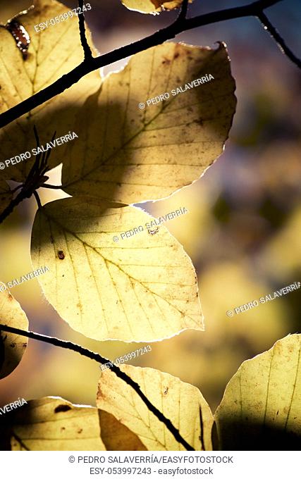 Leaves detail in Pyrenees, Huesca, Aragon, Spain