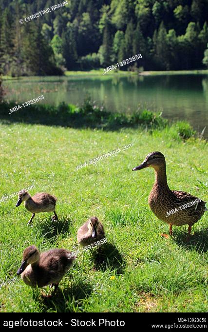 Duck with chicks at Ferchensee near Mittenwald, Upper Bavaria, Bavaria, Germany