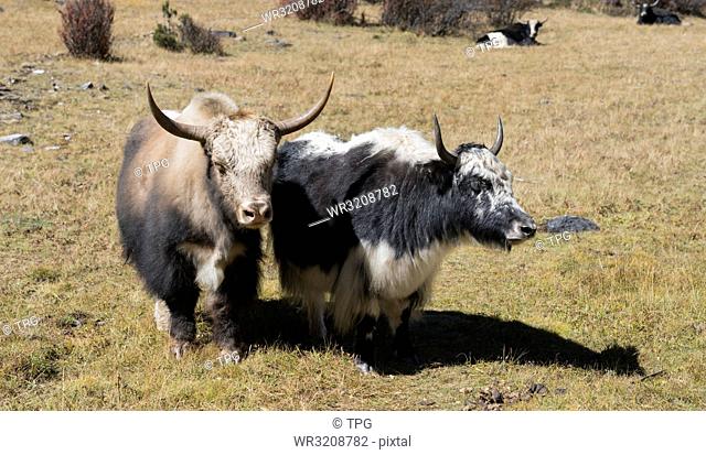 Two baby Domestic yak