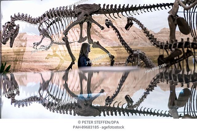 The dinosaur ""Allosaurus"" can be seen as part of the exhibition ""Jurassic Harz. Dinosaurs from Oker to Wyoming"" in the exhibition halls of the Museum of...