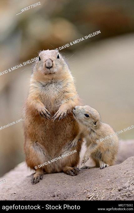 Black-tailed prairie dog youngster with mother