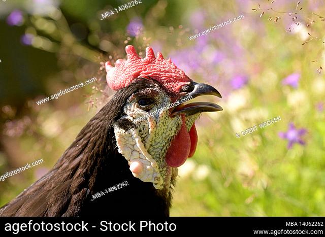 rooster shout sounds in a meadow with flowers in back