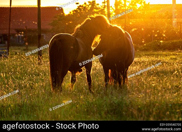 Two ponies playing in a field near a farm. Sun flares