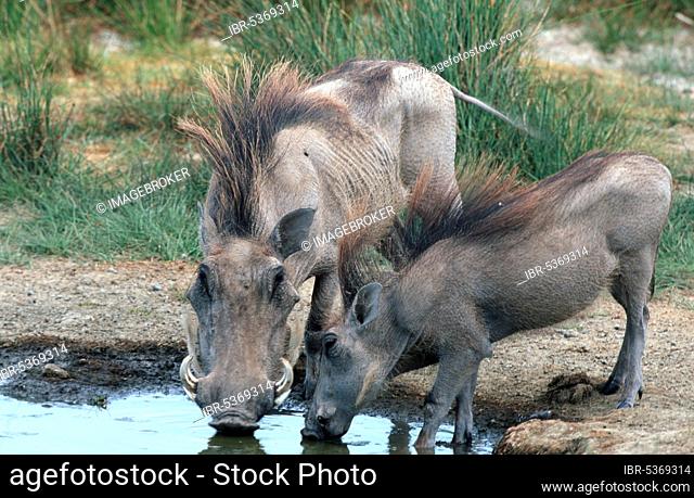 Wart Hogs, drinking, Kenya (Phacochoerus aethiopicus), Warthogs, drinking, pig, Kenya, Africa