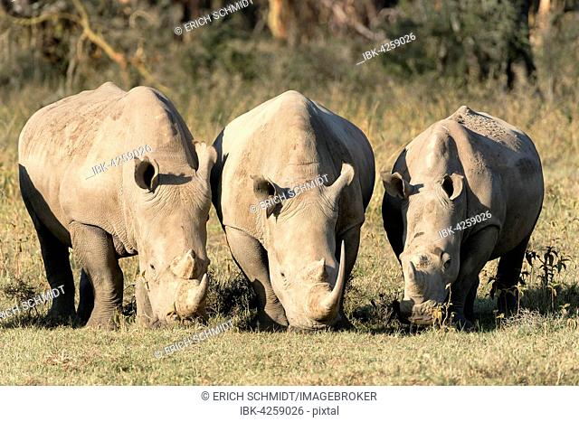 Three white rhinoceroses (Ceratotherium simum) feeding, Lake Nakuru National Park, Kenya