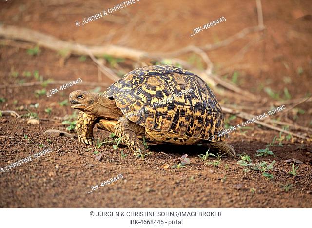 Leopard tortoise (Testudo pardalis), adult, Kruger National Park, South Africa