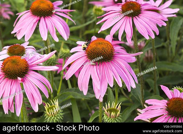 Diptera - Fly , Bombus - Bumblebee foraging for nectar on Echinacea purpurea - Coneflowers in summer, Quebec, Canada