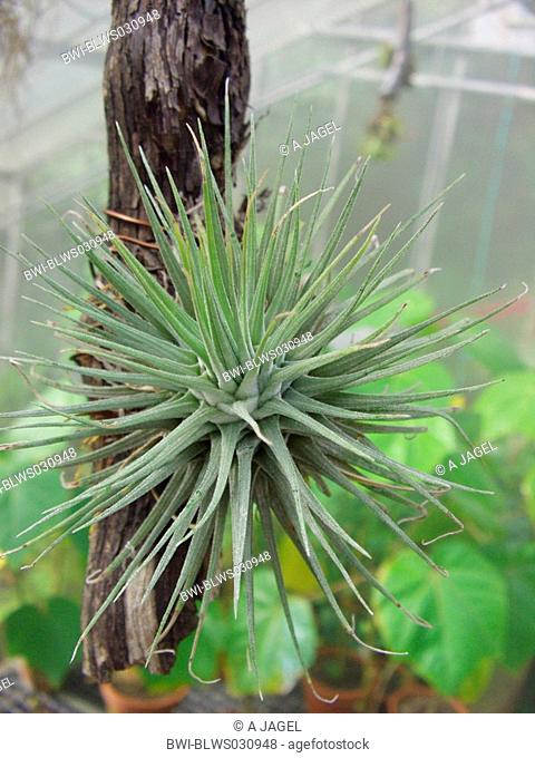 plant epiphytic
