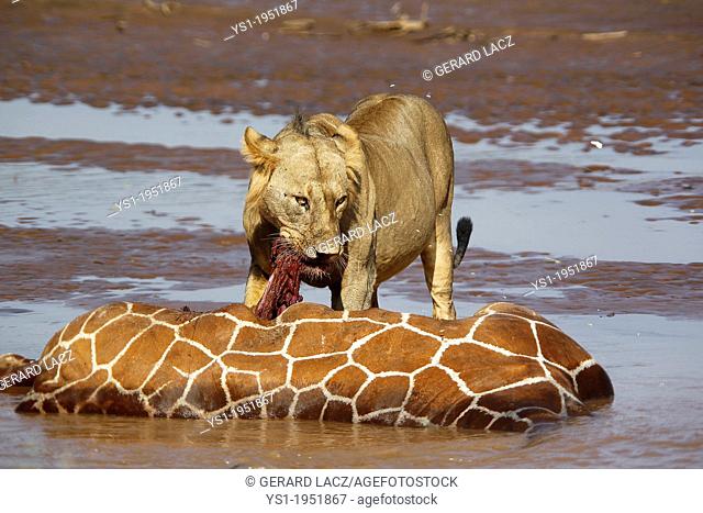 African Lion, panthera leo, Young Male Eating Reticulated Giraffe Stuck and Drown in River, Samburu Park in Kenya