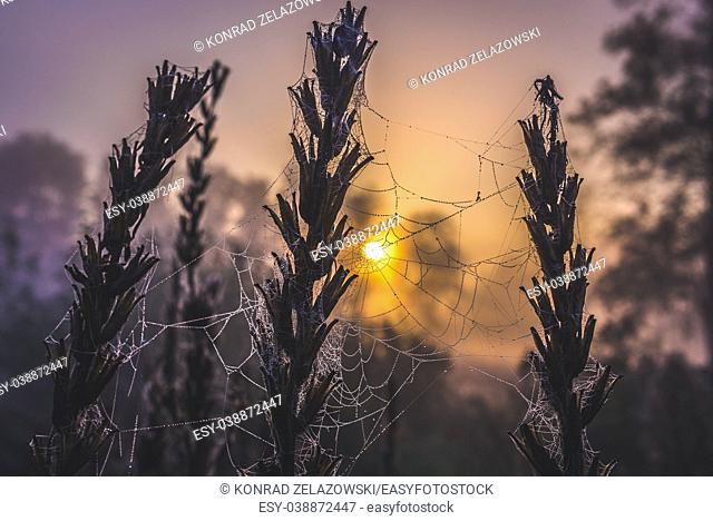 Spider's web on a meadow in Sochaczew County on the edge of Kampinos Forest, large forests complex in Masovian Voivodeship of Poland