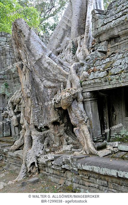Thitpok or Tetrameles (Tetrameles nudiflora), tree with its roots growing in the ruins of the Prasat Preah Khan temple complex, UNESCO World Heritage Site