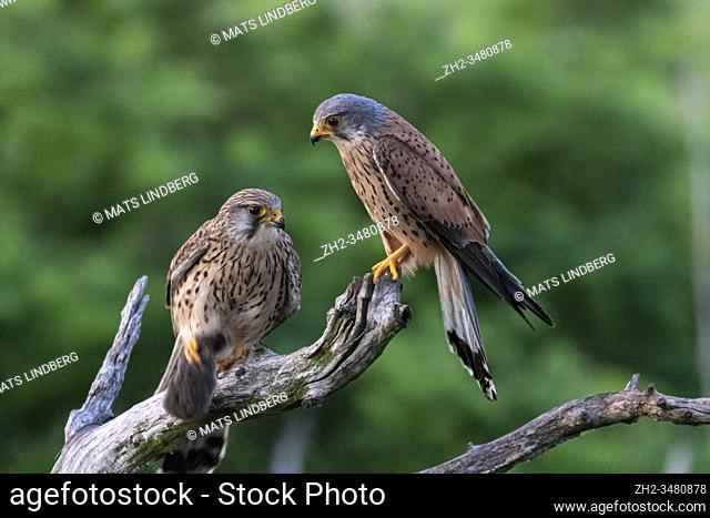 Common kestrel, Ffalco, tinnunculus, sitting in an old tree, male and female together, female having a vole in her claws, Kiskunsági Nemzeti national park